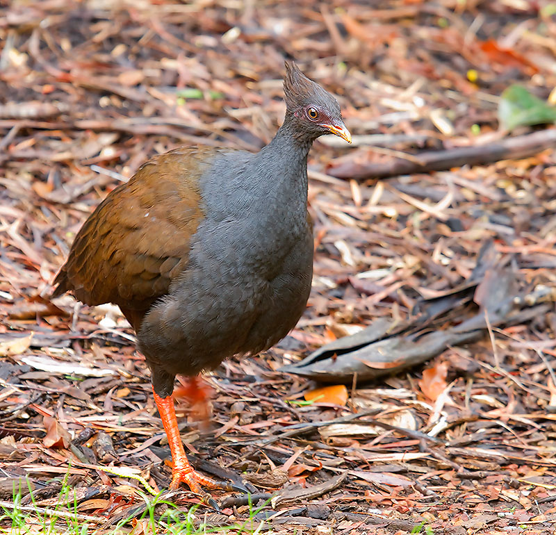 20110417-_MG_4101m.jpg - Orange-Footed Scrub-Fowl (Megapodius reinwardt) - Darwin Botanic Gardens. NT